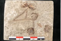 Foto (Detailansicht) von Glyptostrobus europaeus Brongniarti (NHMW-GEO-2024-0188-8070)
